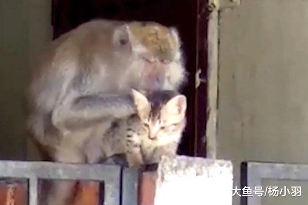 猫妈带小猫外出竟没察觉孩子丢了, 直到听见叫声抬头望: 放开我的孩子