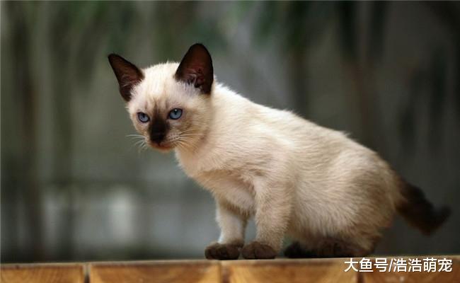 便宜又好养的4种猫咪, 第二种最流行, 第三种一百块不到