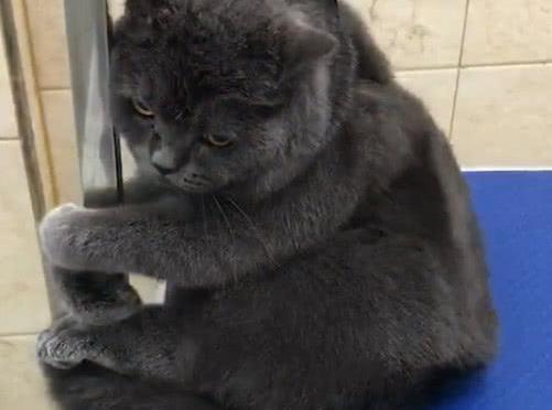 主人强行给蓝猫洗澡, 蓝猫洗完后闷闷不乐, 表情把主人吓哭