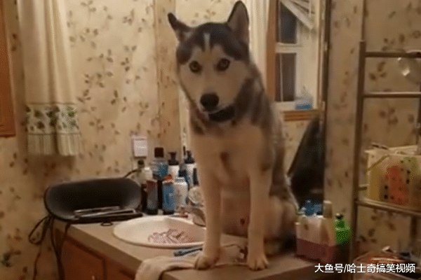 二哈深夜跑进卫生间, 听到怪声后主人去看, 这狗还能要吗?