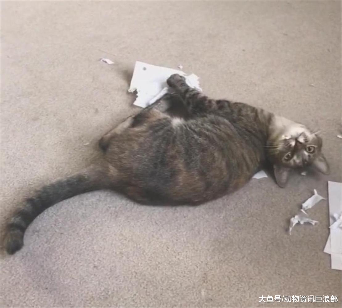 养了一只爱拆家的猫 铲屎官: 免费碎纸机