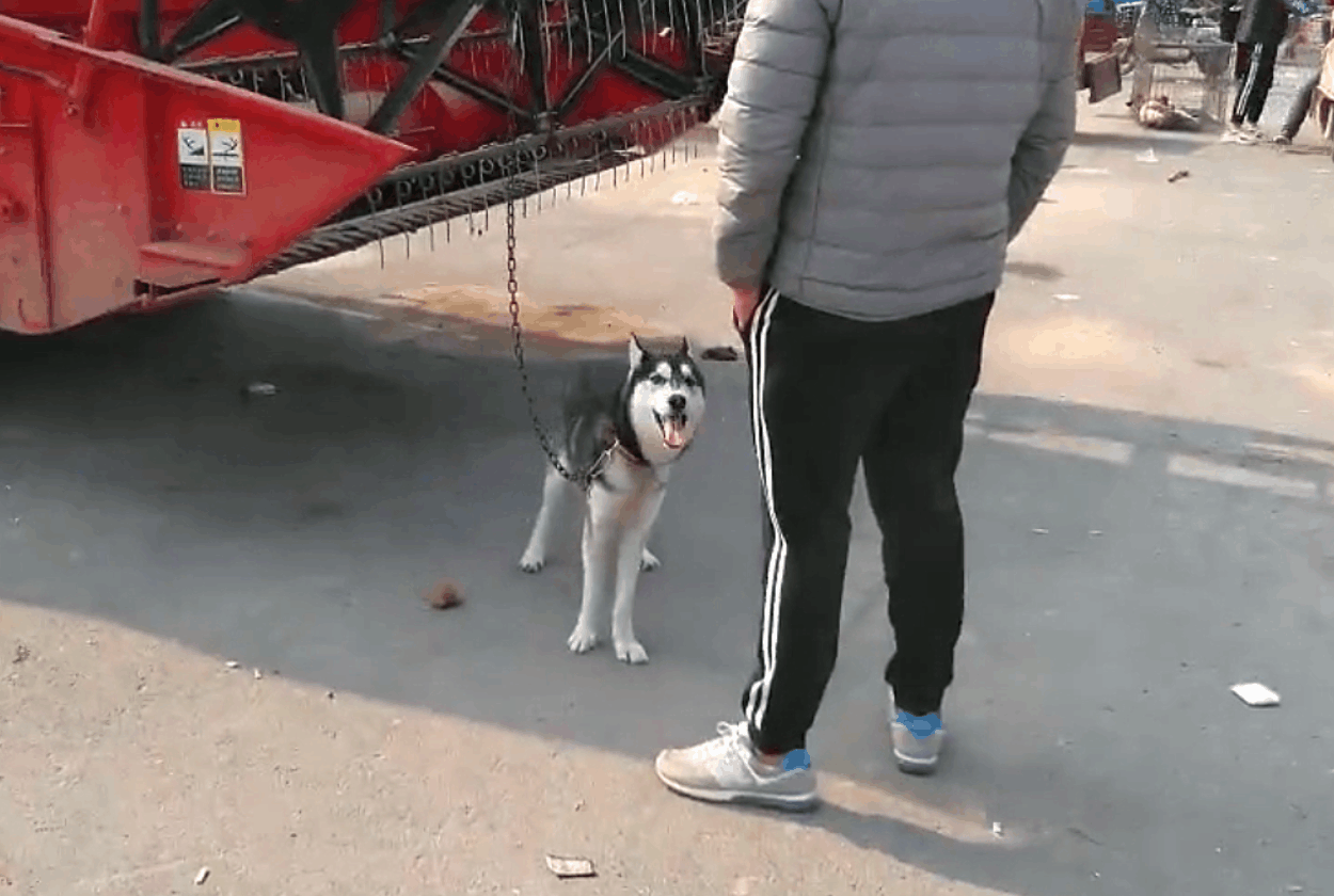 哈士奇拆家犯二, 被主人牵去狗市贩卖, 二哈站在主人跟前满眼深情