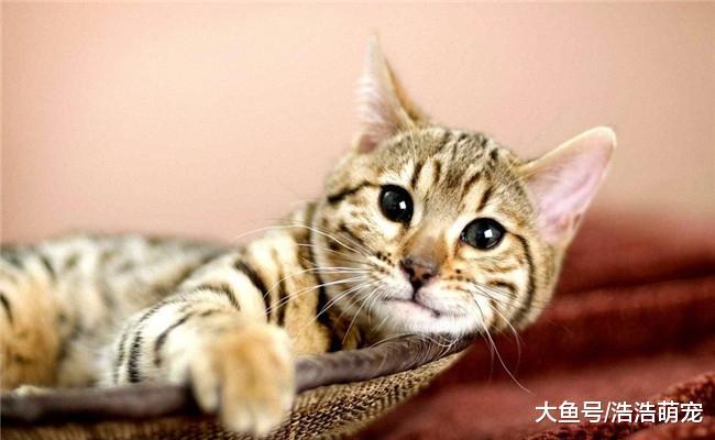 有5件事不能对猫咪做, 第一个它会伤心, 第五个它和狗狗都害怕