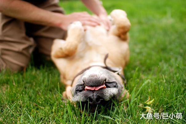 狗狗最爱被人抚摸的5个位置, 你最常摸的是它喜欢的吗?