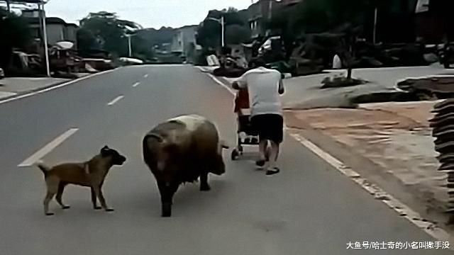大叔你到底对这头母猪做了什么? 追着你跑, 满大街只追你一个?