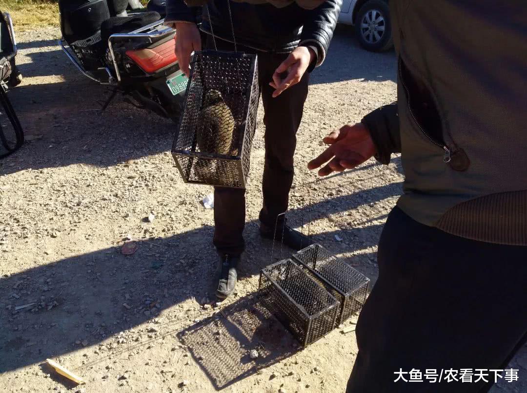 狗市: 商贩卖野松鼠只要100元一只, 引人们围观购买!