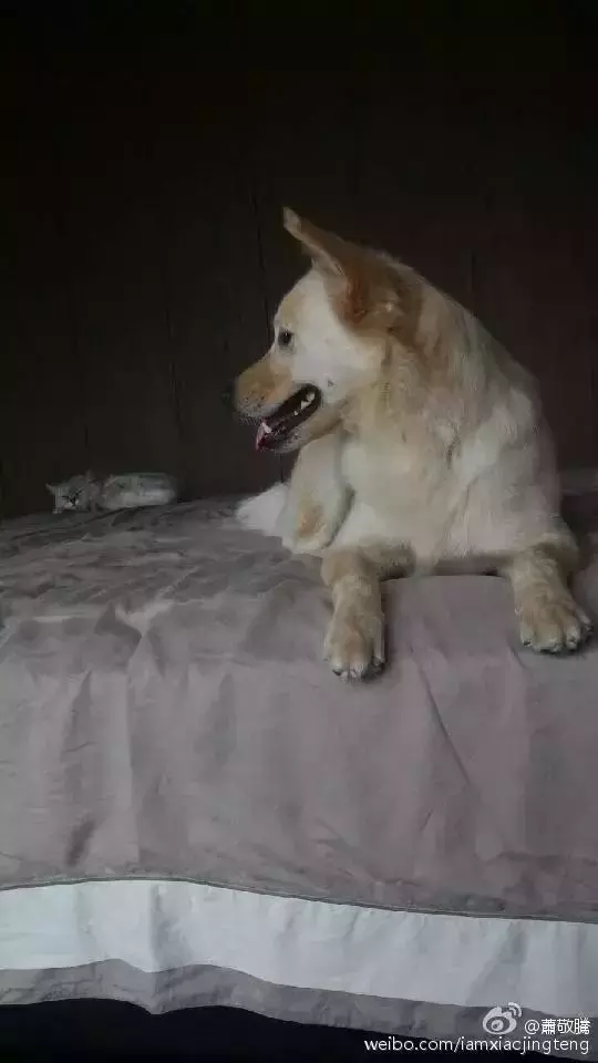 萧敬腾: 让领养代替买卖, 一点儿也不丢脸!