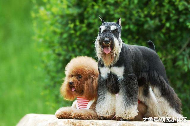 同样是宠物狗, 为什么喜欢泰迪犬人, 要比喜欢雪纳瑞的多?
