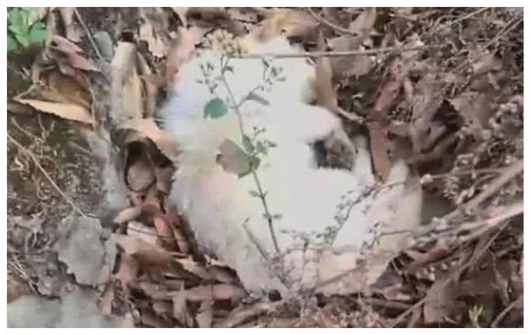 老年狗狗离家出走, 在山上被找到, 老人: 它不想让你们难过!