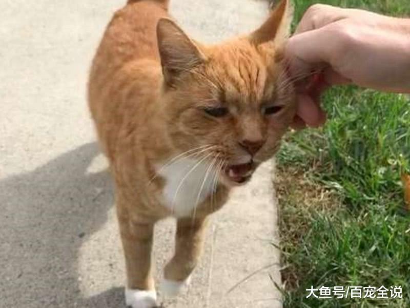 上班前先来摸摸我! 橘猫每次见邻居都会冲出来讨摸摸, 不要太热情