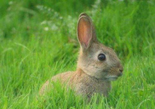 陆地上10大速度最快的动物, 猎豹无悬念榜首, 非洲狮仅第七