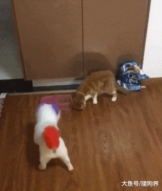 狗子往猫碗里尿尿, 这狗绝对是要挨揍啊, 狗: 吃完了吗给你加点汤