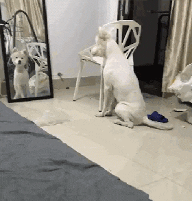 剪毛后看到镜子时, 狗子直接崩溃大哭