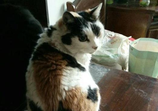 老猫陪伴了主人22年, 临终前用尽全力亲了亲主人, 主人落泪了