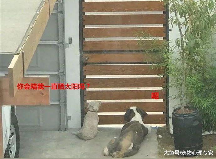 同伴去世后, 狗狗无意间的举动让人泪目: 老伙计, 我想你了