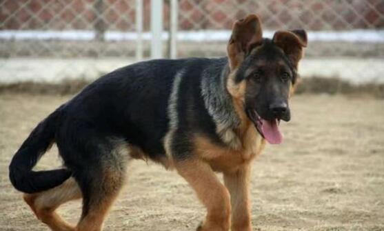 德国牧羊犬生病了要怎样看护