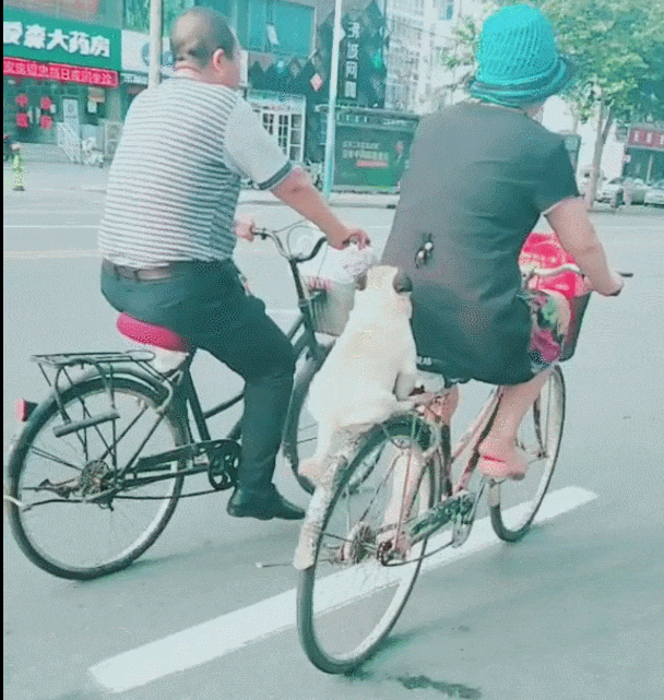 主人骑自行车载着狗子逛街, 狗子在后座施展“坐功”, 简直无敌了