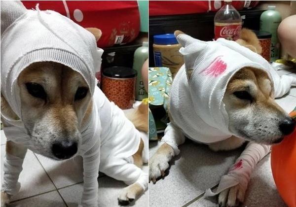 柴犬全身包扎趴地引同情, 下秒却转头吐舌甜笑! 网友: 还我眼泪