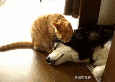 白雪公主和两只大舔狗: 如果不是真的喜欢, 谁又喜欢做舔狗呢