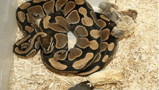 世界上最大的蛇, 看一眼都让人害怕, 还有人敢当宠物饲养