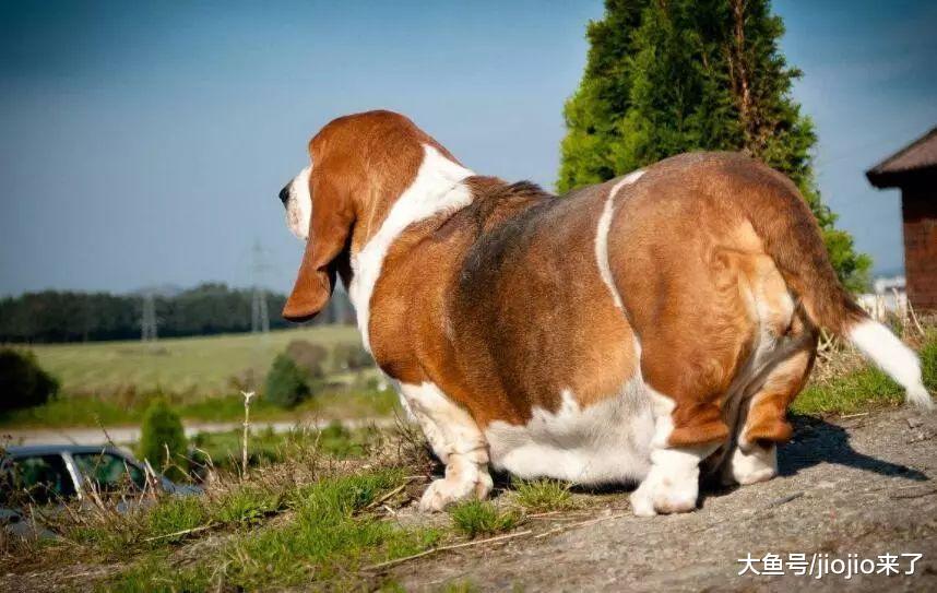 狗狗肥胖危害多, 别因为溺爱拿狗狗的生命做赌注