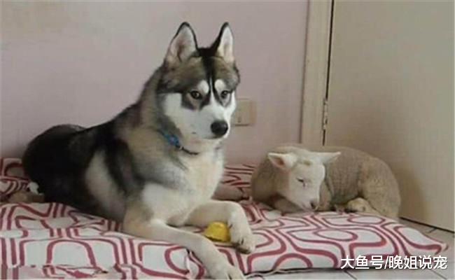 快乐的二哈, 图2像“款爷”, 图4的表情绝了, 柴犬也做不出来