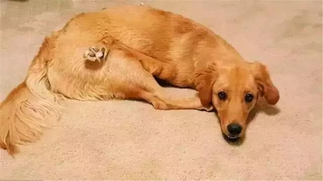 金毛前腿残疾似霸王龙, 主人坚持为爱犬治疗, 努力帮它学会行走!