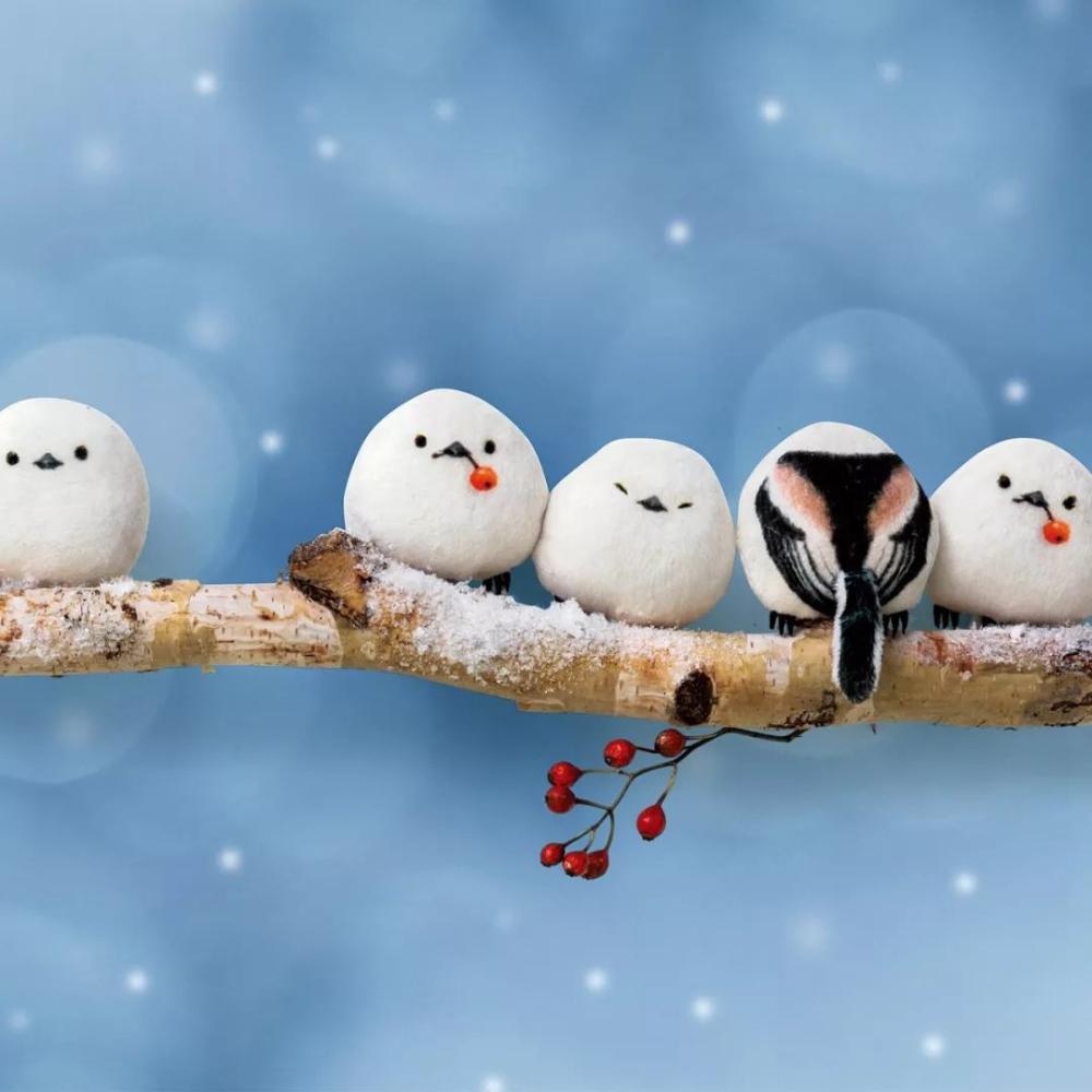 这么可爱毛绒绒的长尾银喉山雀, 居然是块磁铁?