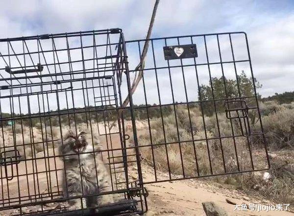 这种猫看着挺萌, 实则十分凶残, 专家: 经常有人错把它当家猫养