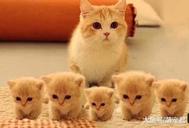 小猫咪和猫妈妈分别时, 会不会很伤心?