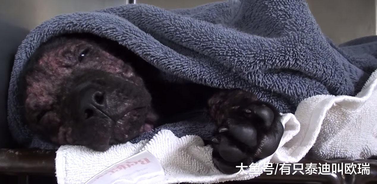 面目全非的流浪狗差点就要被安乐死, 但这些好心人插手改写了狗狗的一生