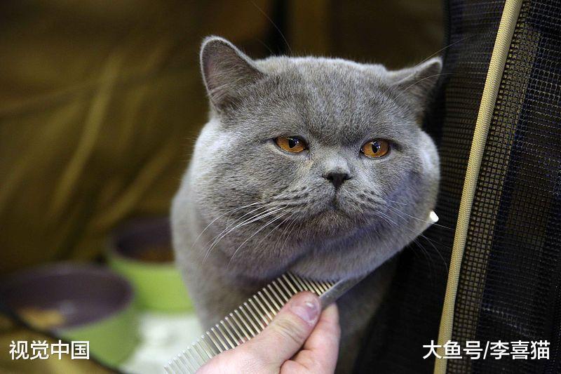 猫咪的性格跟品种之间没有强关联, 只要你肯付出, 它们都是小天使