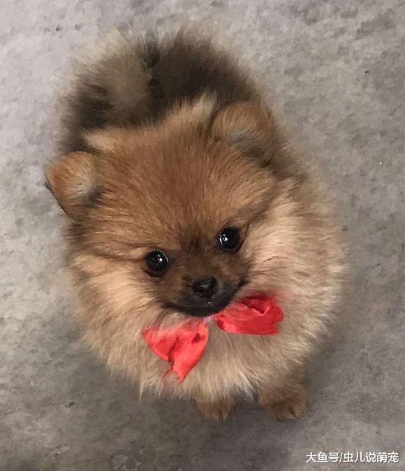 网友把博美当做礼物送人, 送走之前精心打扮一下吧!