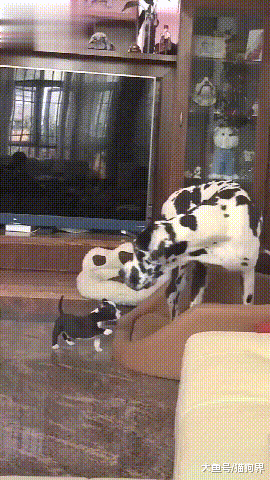 小狗: 爸爸, 我进不去垫子, 你帮我一下! 狗爸: 好, 好难过呢