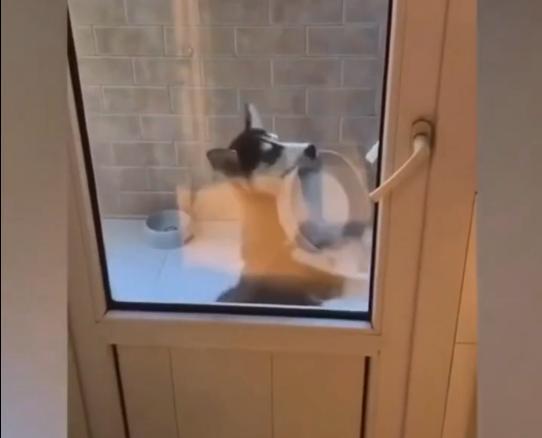 每到饭点二哈就开始跳舞, 不给吃的都不行!