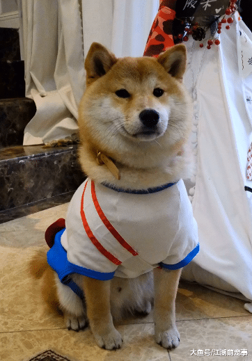 拍照发朋友圈还要给柴犬看过才可以, 真的是尊重狗狗了!