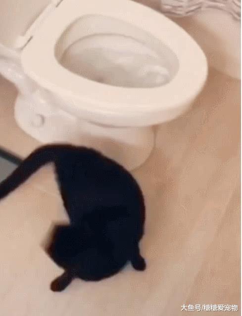 黑猫喜欢上“掏马桶”, 主人看后哭笑不得: 傻猫, 那里边真没有鱼