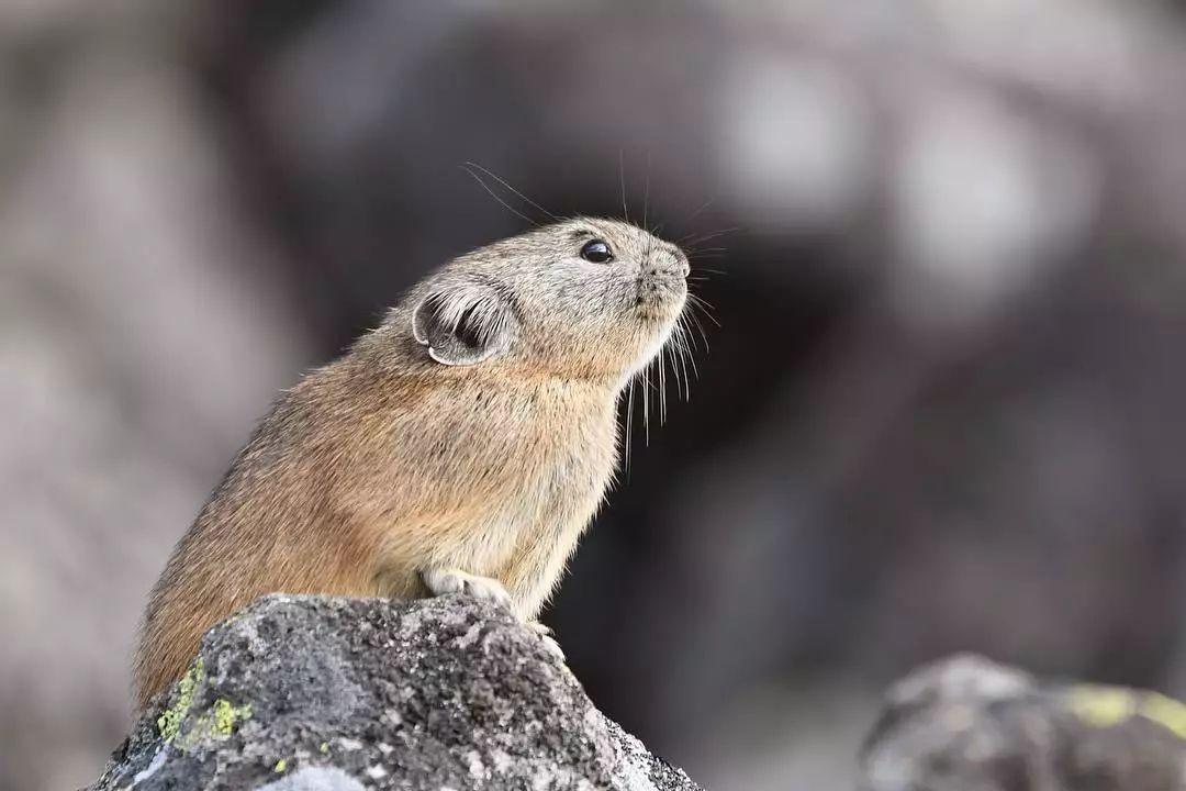 卖萌不输皮卡丘的鼠兔, 各位了解一下?