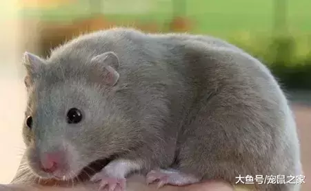 一文带你走进仓鼠世界: 仓鼠种类之叙利亚仓鼠(上)