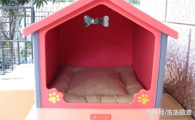 冬天养狗需要注意五个地方, 不管什么品种, 冬天都会活的很舒服