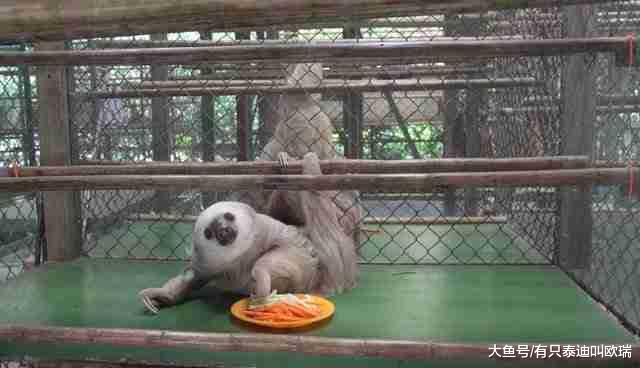 野生树懒「快侠」被从树上强抓下来, 亲眼看着自己的家被砍掉! 下场比死还要惨…