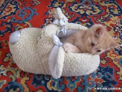 猫咪从小就爱钻拖鞋, 长大了还在钻, 网友: 这是只有味道的猫!