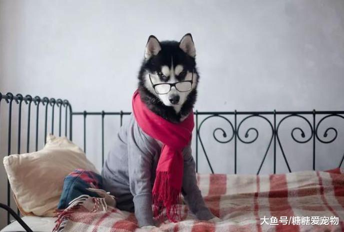 原来二哈也可以“文质彬彬”的吗? 网友: 怎么办, 我还是笑喷了!