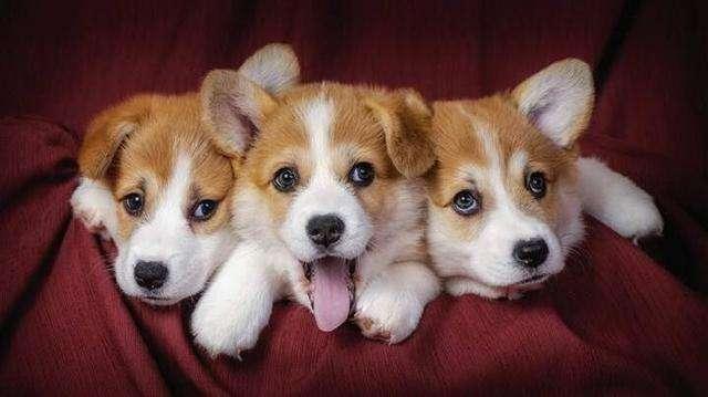 商家不会告诉你柯基犬纯不纯, 关键看这5点, 别被骗了!