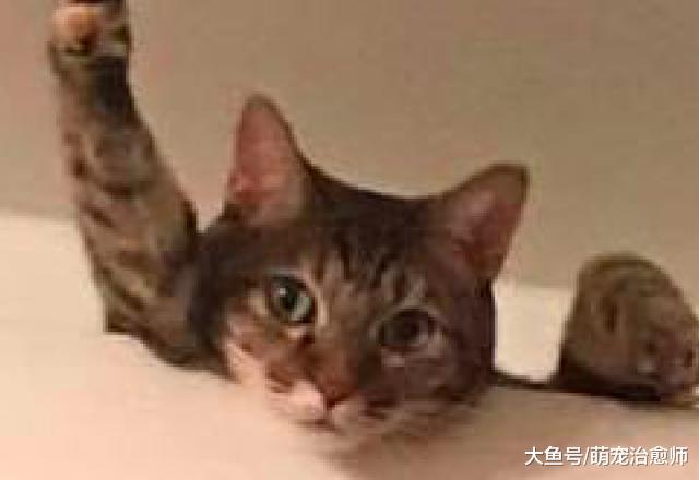 猫咪在房顶上看主人, 还做出了超人的招牌动作, 要去拯救世界吗?
