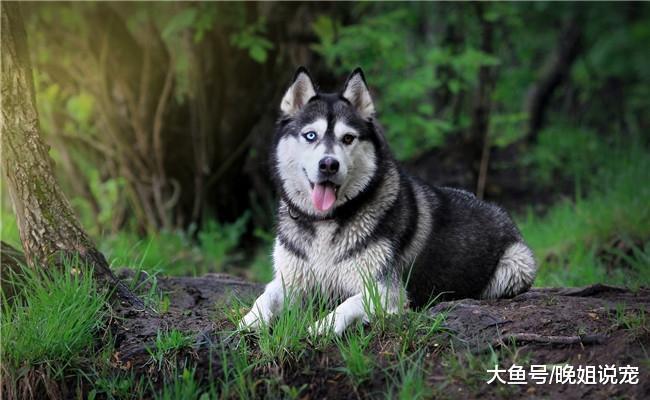 5种最傻的狗狗, 第一个不认识主人, 第三个谁牵着它就跟谁走