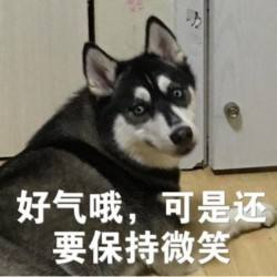 主人快递太多竟让法斗帮忙拉车, 法斗直接累瘫: 下次别剁手剁我吧