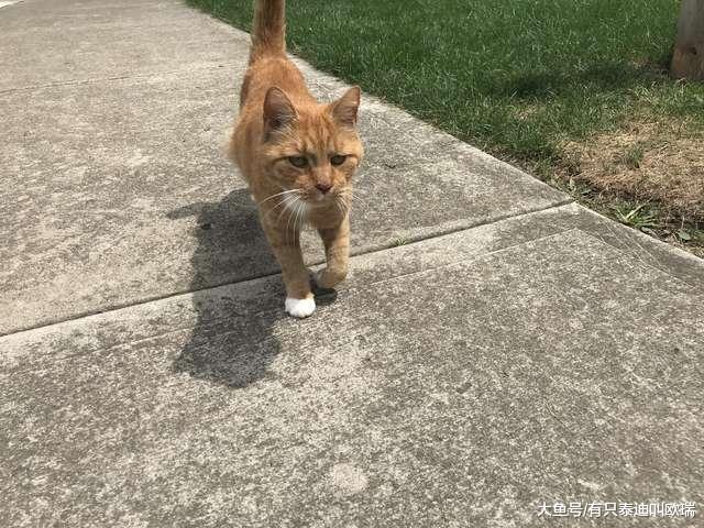 上班前先来摸摸我! 橘猫见到邻居就冲出来讨摸超热情
