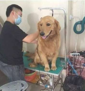 送金毛去宠物店修毛, 结果让主人哭笑不得