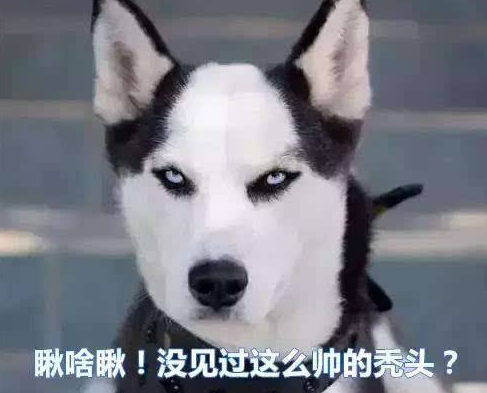 到了饭点还不见二哈, 没一会隔壁打来电话: 再不来, 狗头不保了喔